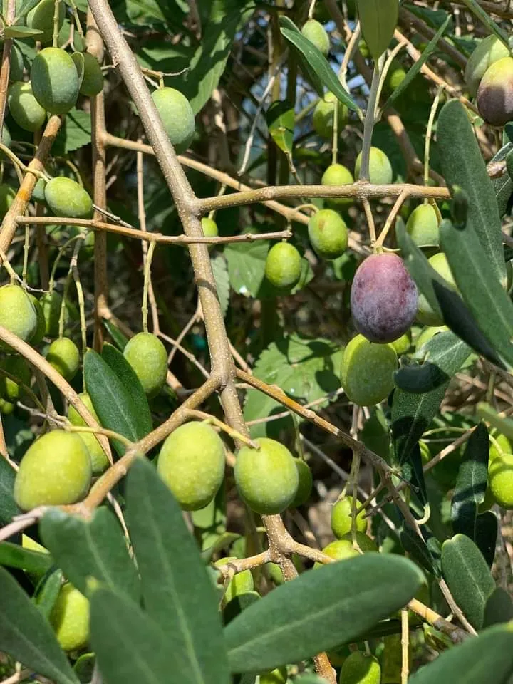 【万能調味料?】オリーブ漬けの通販|ゆきのヶ丘オリーブ園